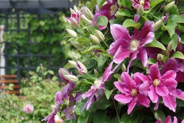 clematis hania bilder