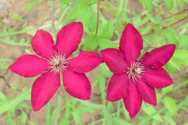 fotos de clematis hania