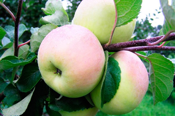 recenzie jabloň imrus