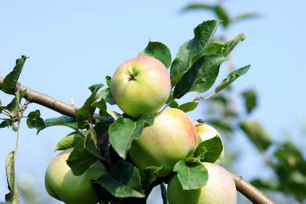 opis stabla jabuke imrus