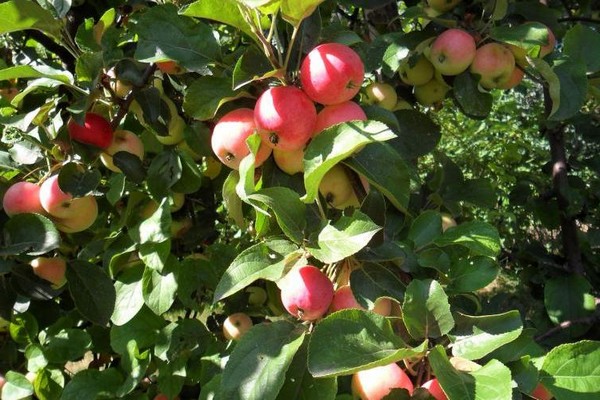recenzije opisa stabla jabuke imrus