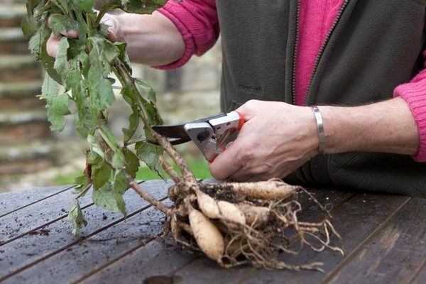 how to store dahlias in winter