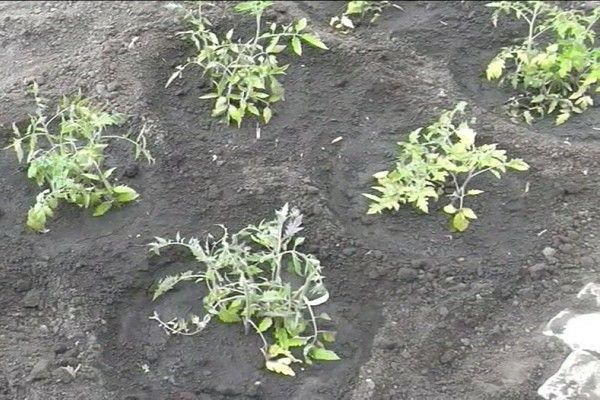 how to plant tomatoes