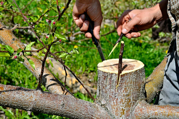 Hoe een appelboom te planten?