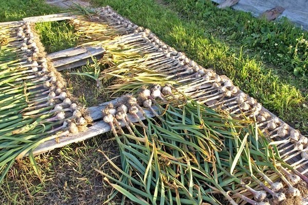 how to dry garlic