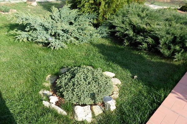 planting of Cossack juniper