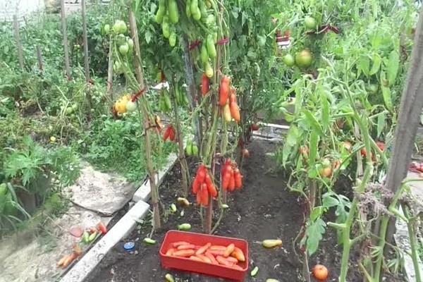Commentaires sur la tomate casanova photo