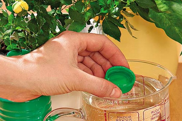arroser les hortensias avec de l'acide citrique