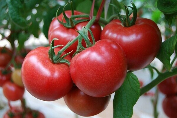 Chinese tomato varieties