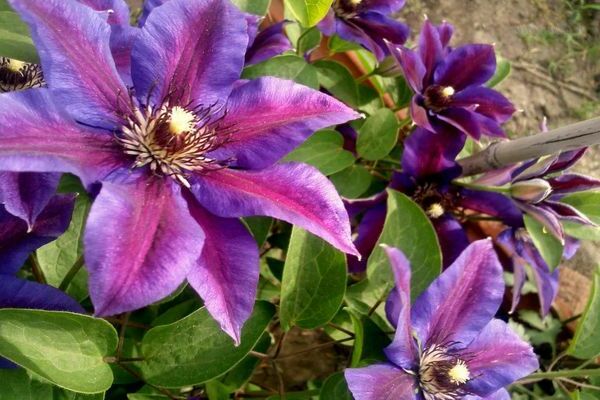 Clematis Puan Thompson