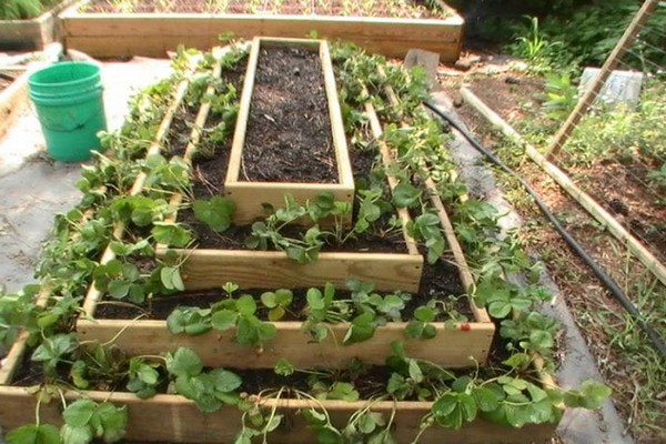 + how to prepare a bed for strawberries