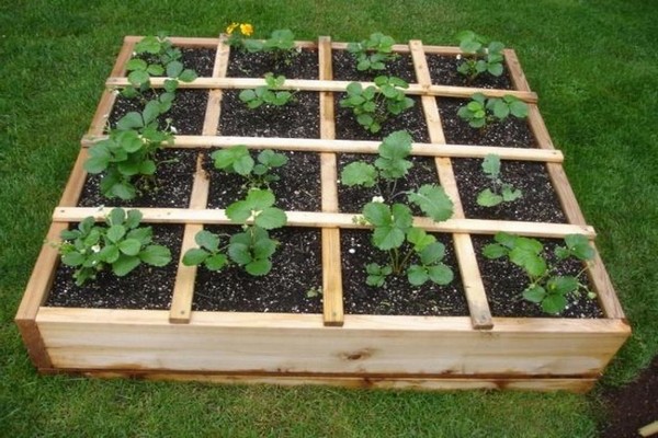 a bed for strawberries in autumn