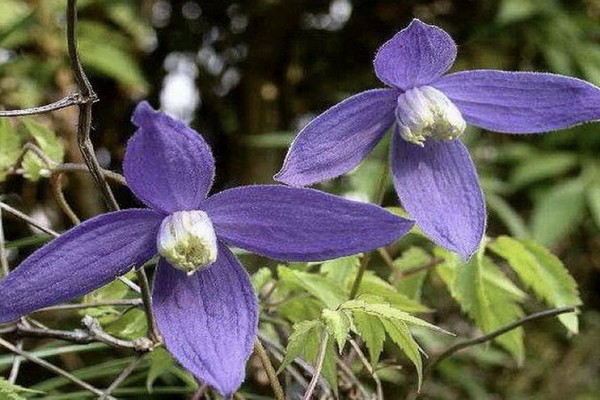 clematis prince