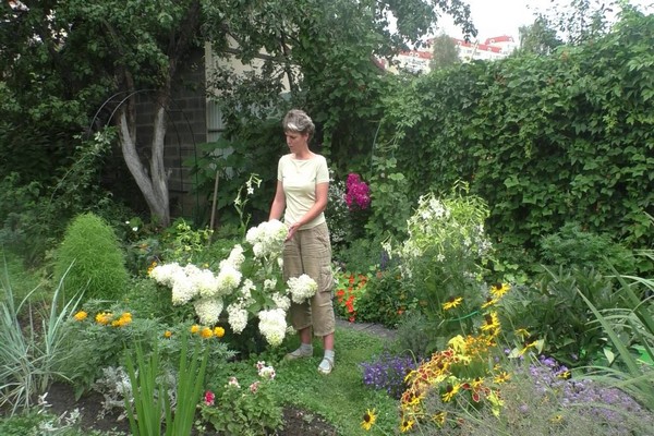 hortenzija + u cvatu