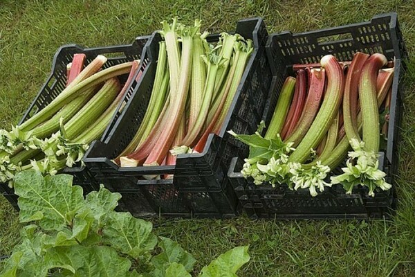 when to harvest rhubarb