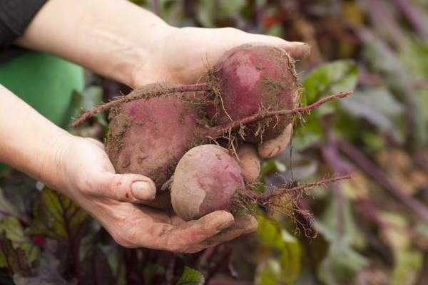 when to harvest beets