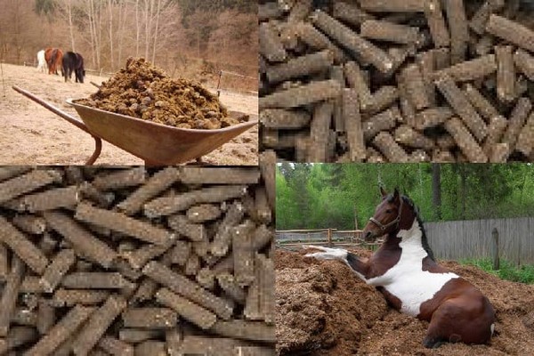 + how to apply horse manure