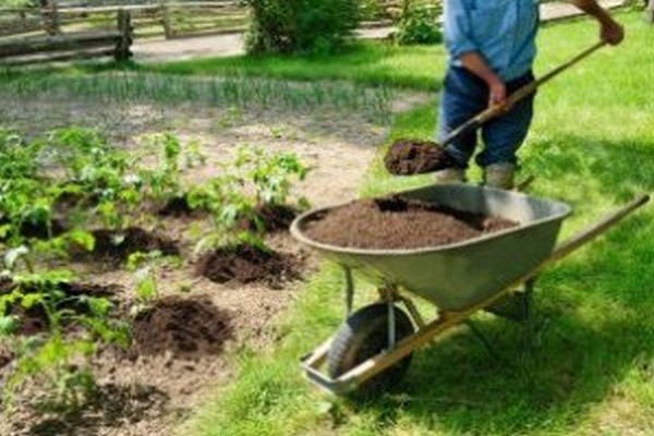 horse manure + as fertilizer + how to apply