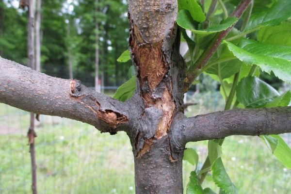 damaged apple bark + how to treat