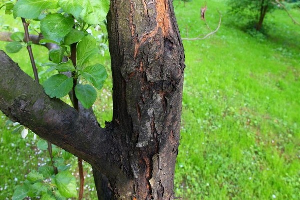 + how to treat an apple tree trunk + if the bark is damaged