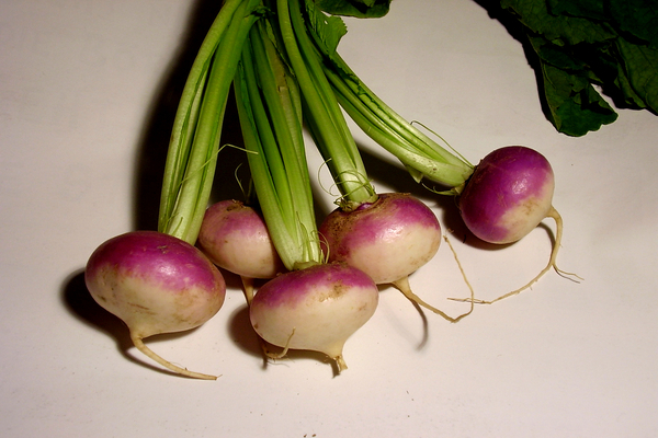 forage turnip