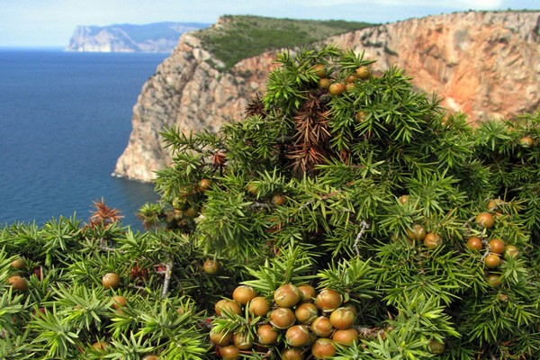 Crimean juniper medicinal properties