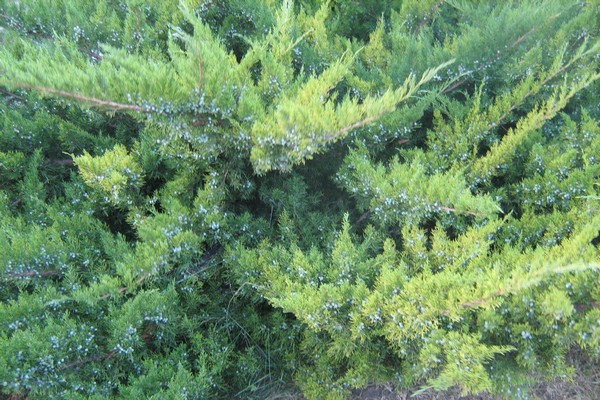 juniper Crimean medicinal