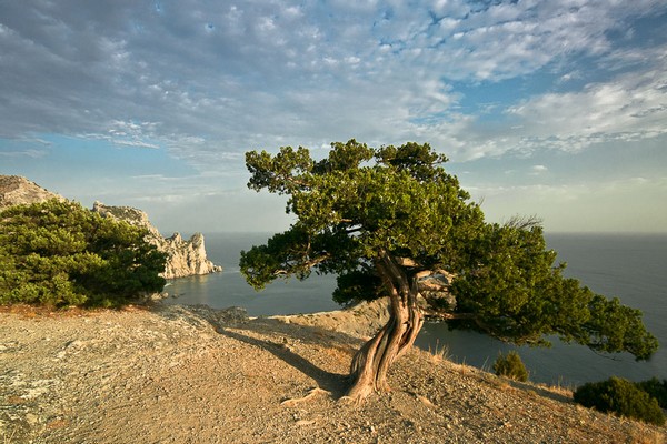 properties of the Crimean juniper