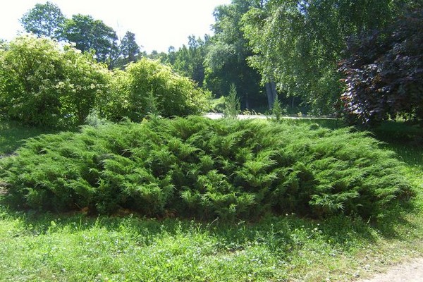 Crimean juniper photo