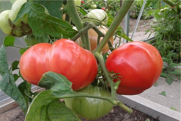 paradajka medvedia labka recenzie fotografie