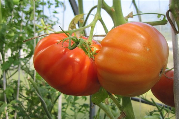 pomidorų lokio letenos aprašymas