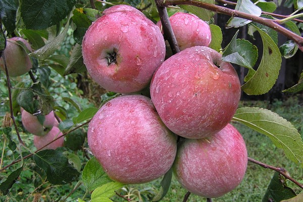 new varieties of apple trees