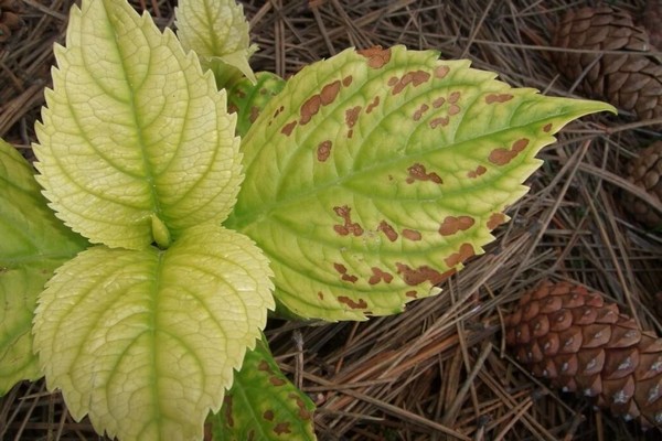 leaves turn yellow + at panicle hydrangea
