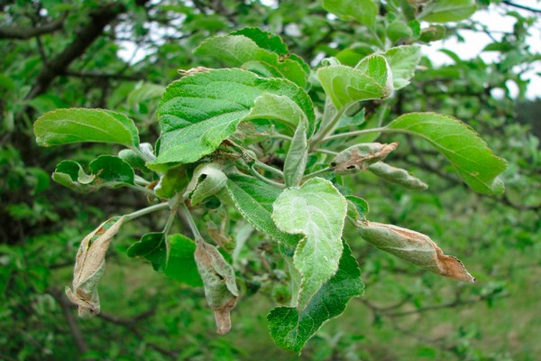leaf roll + on apple tree photo