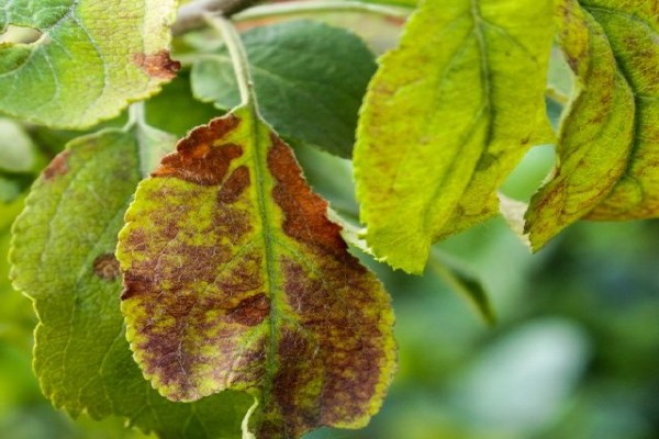 de bladeren van de appelboom worden geel + en vallen eraf