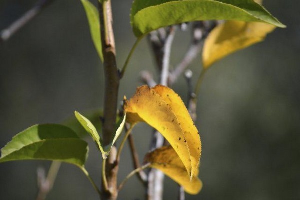 de bladeren van de appelboom worden geel + en vallen eraf