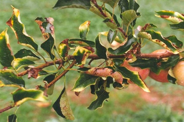 bladeren worden geel + bij de appelboom + wat te doen