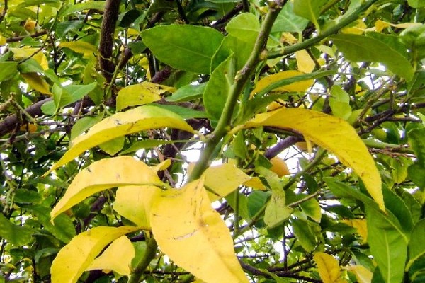 waarom worden de bladeren geel + bij de appelboom