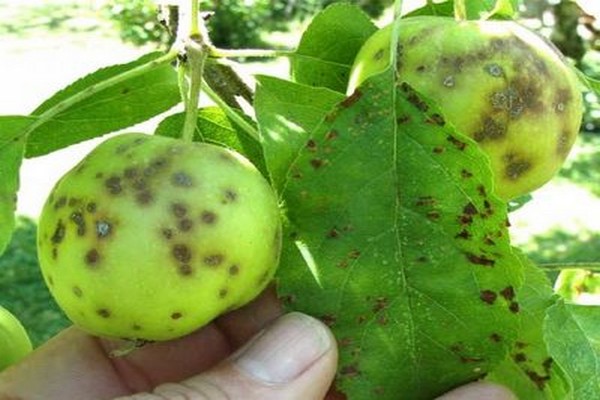 las hojas de la manzana se vuelven amarillas + en julio