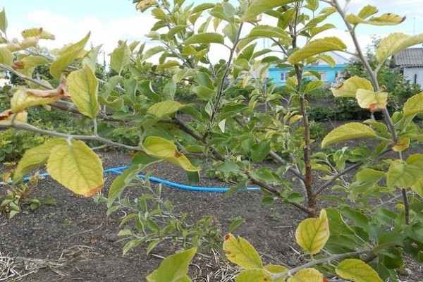 Appelbladeren worden geel + in juni