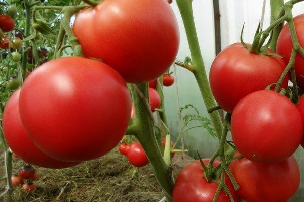 paradajky milujú charakteristické