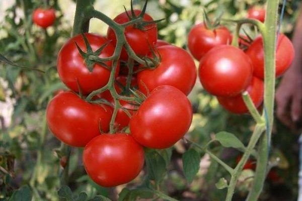 tomatoes grade love