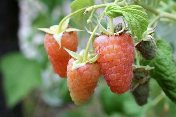 raspberry variety orange miracle
