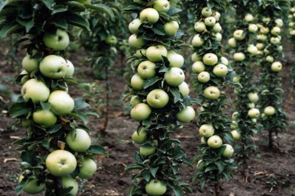 fotografija bebe stabla jabuke