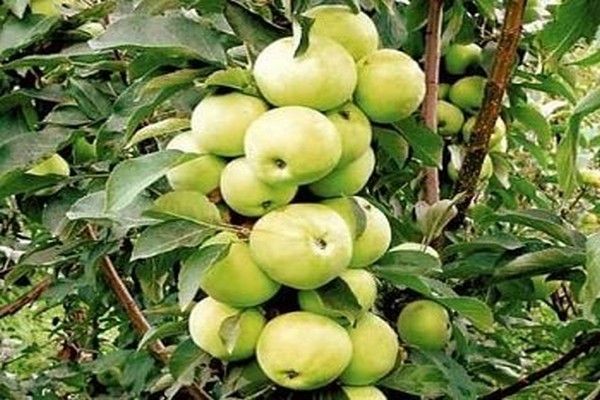 Apfelbaum Spaltenbeschreibung