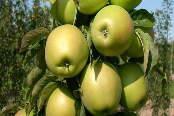 ябълково дърво колонно описание