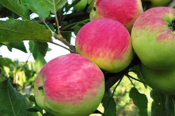 new varieties of apple trees