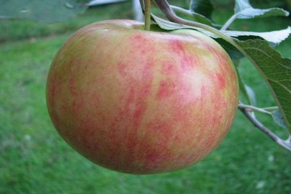 fotka jabloňového medu
