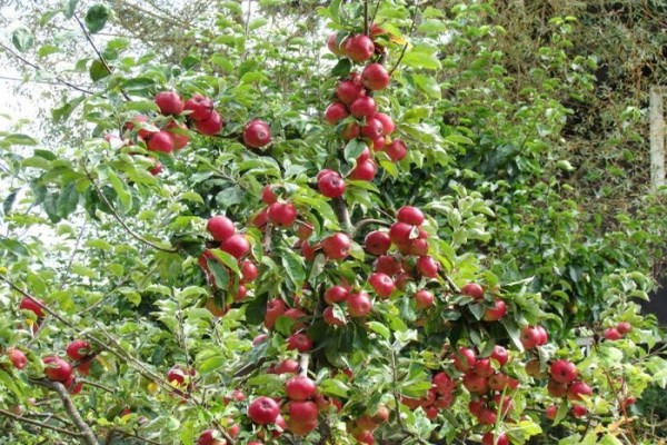 apple tree honning anmeldelser