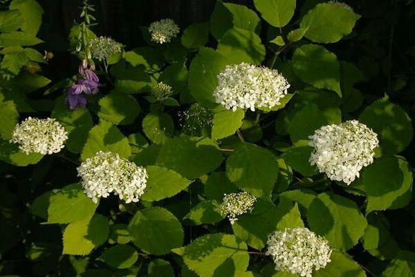 small inflorescences